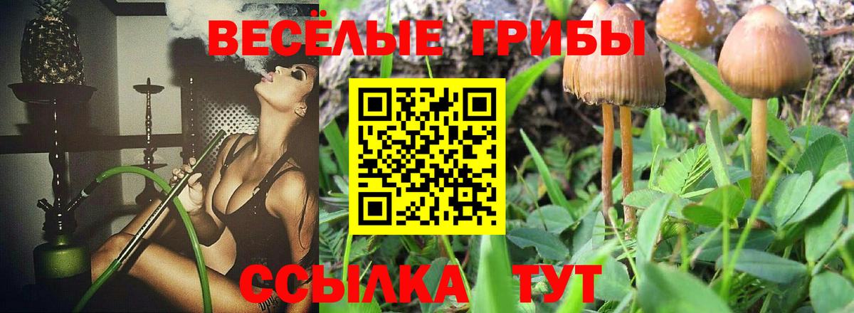 Псилоцибиновые грибы Psilocybe Гусев